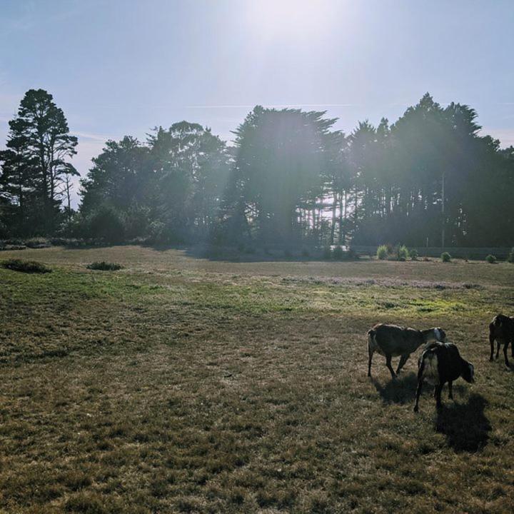 The Andiron Seaside Inn & Cabins Little River 外观 照片